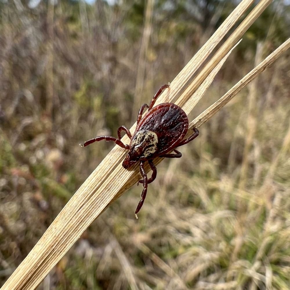 American Dog Tick